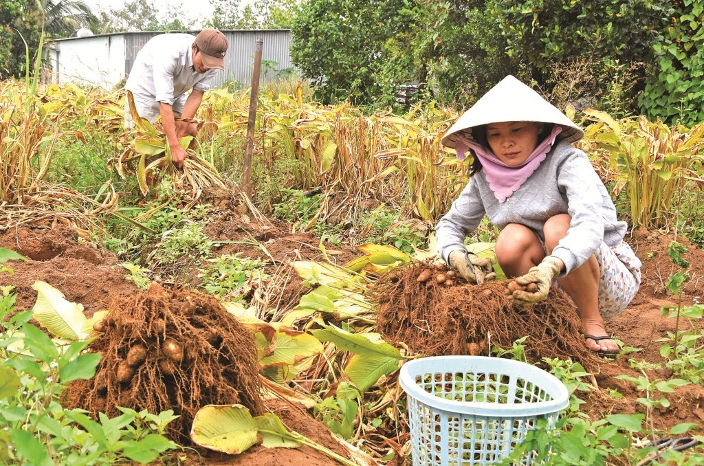 Mô hình trồng củ lùn của nông dân xã Khánh An, huyện U Minh, tỉnh Cà Mau