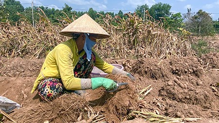 Theo kinh nghiệm trồng khoai lùn (củ lùn) của nông dân huyện Phụng Hiệp, tỉnh Hậu Giang thì cây khoai lùn được trồng trên đất cát pha sẽ cho năng suất cao hơn trên đất thịt