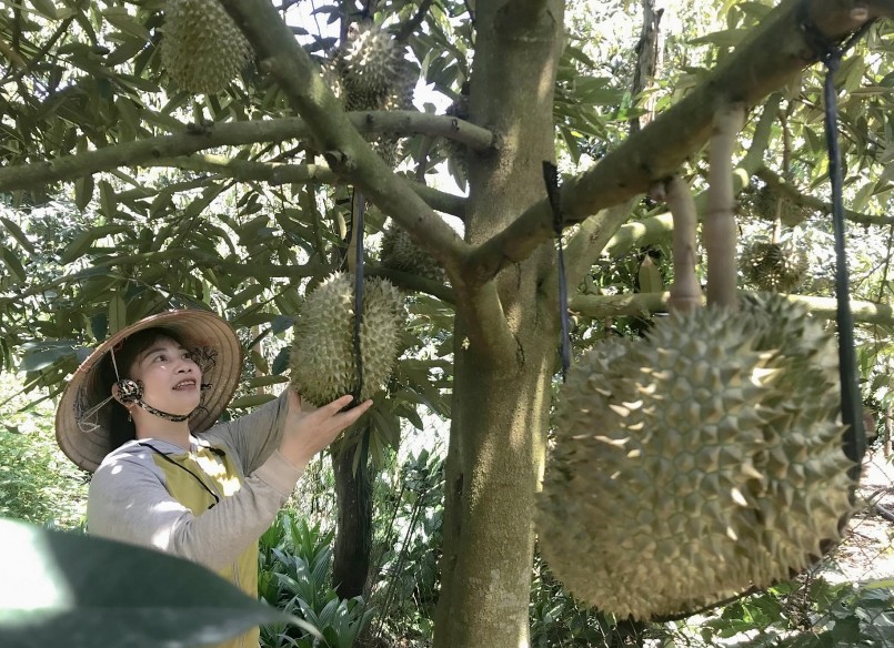 Tỉnh Đắk Lắk có nhiều giải pháp hỗ trợ người trồng sầu riêng hoàn thiện các quy trình xuất khẩu. 