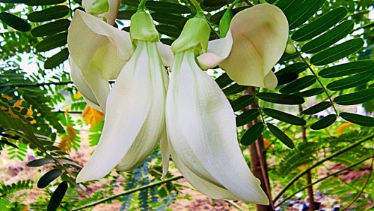 Cây dại xưa làm hàng rào, nay là đặc sản ngon nức tiếng 150.000 đồng/kg có tiền cũng khó mua