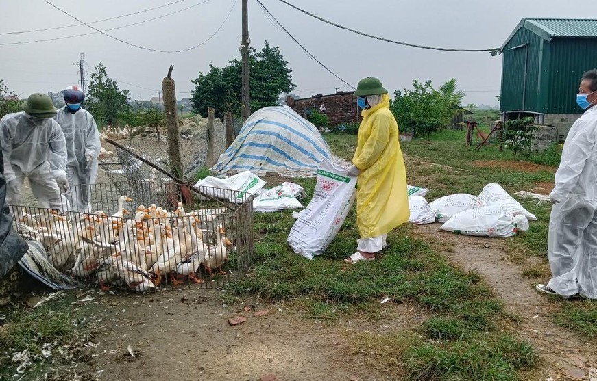 Xuất hiện dịch cúm gia cầm H5N1, Nghệ An chủ động không để dịch bùng phát