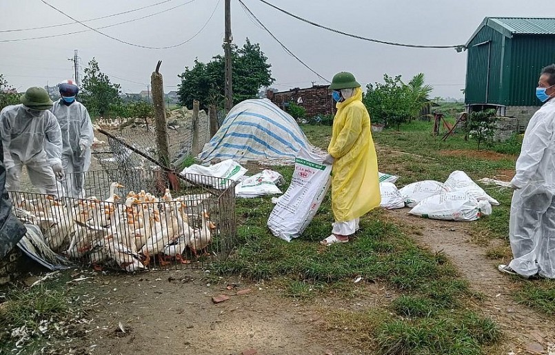 Dịch cúm gia cầm H5N1 đang xuất hiện ở Nghệ AnLực lượng chức năng huyện Hưng Nguyên tiêu hủy đàn vịt nhiễm bệnh. Ảnh: Thanh Tâm