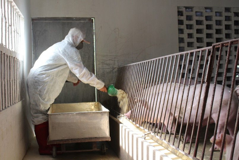 Anh Thục cho đàn lợn ăn bằng nguồn thức ăn tổng hợp, được chế biến từ thảo dược