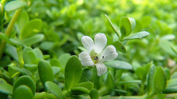 Những thứ rau dại miền Tây đã ăn là "quên lối về"