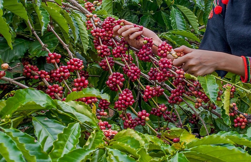 Năm 2022, việc xuất khẩu cà phê của tỉnh Đắk Nông vẫn đang trên đà phát triển. 
