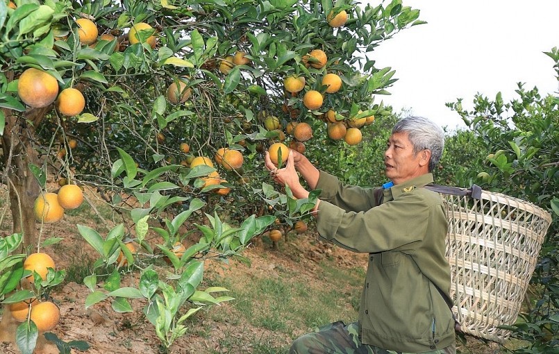 Huyện Phù Yên (Sơn La) đang vào mùa thu hoạch cam vàng, quýt ngọt.