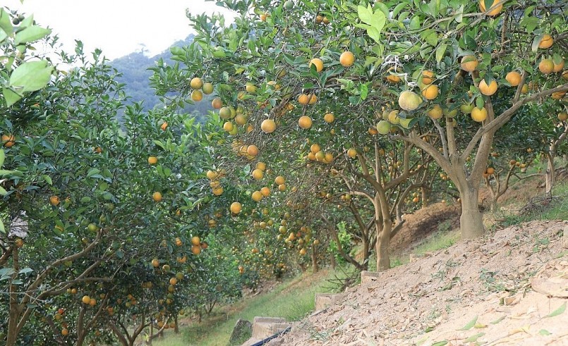 Hợp đất, hợp khí hậu, cây cam cho quả đều, sản lượng cao.