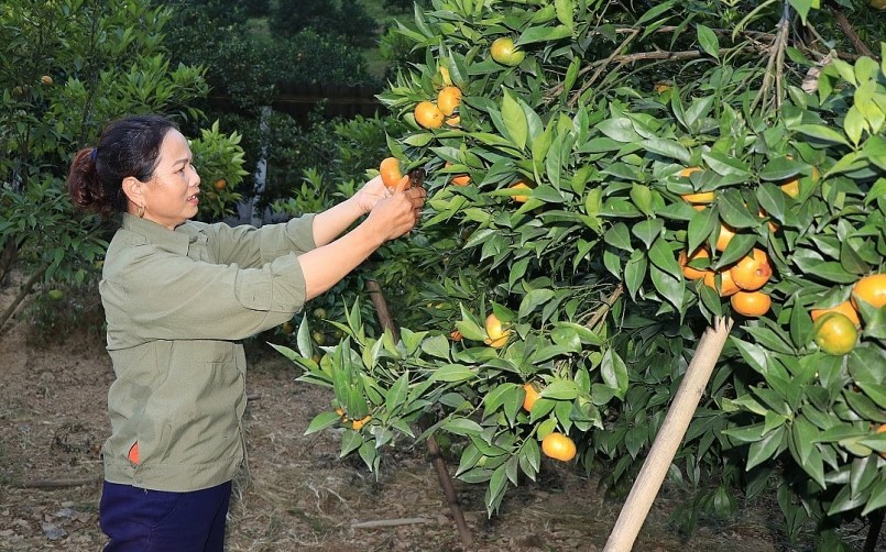 Gia đình bà Nguyễn Thị Phấn, xã Mường Thải, huyện Phù Yên thu hơn mười tấn quả vụ cam năm nay.