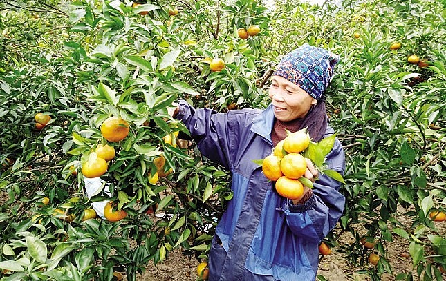 Tuyệt kỹ trồng ‘trái vàng’ nơi miền sơn cước, 10 năm quả vẫn trĩu cành