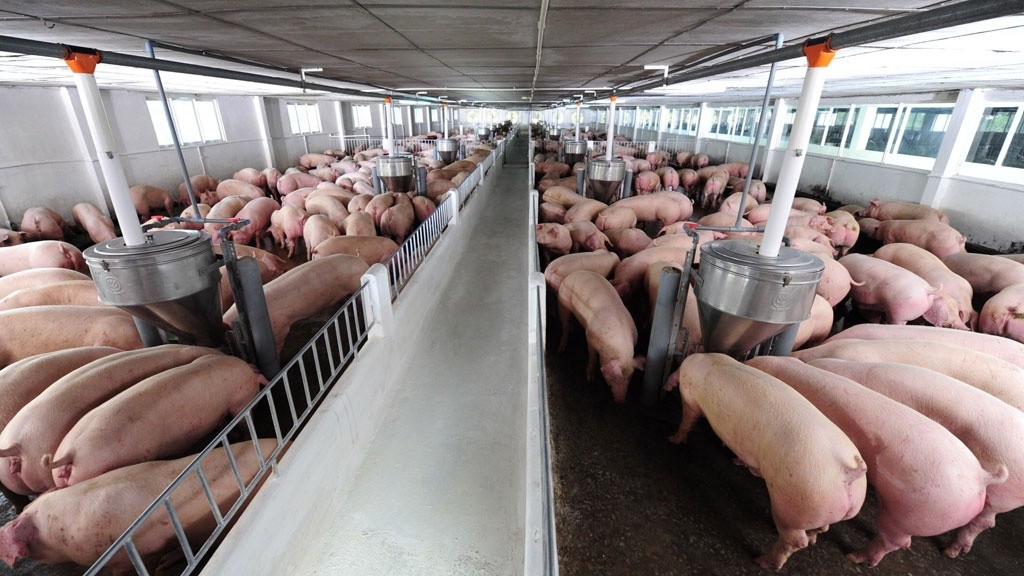 giá thịt lợn đang giữ ở mức thấp từ chuồng cho đến chợ 