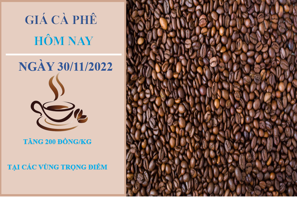 Giá cà phê hôm nay 30/11/2022: Tăng 200 đồng/kg tại các địa phương
