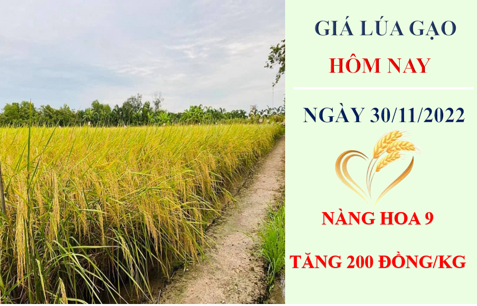 Giá lúa gạo hôm nay 30/11/2022: Giá lúa thu đông tăng 100 – 400 đồng/kg