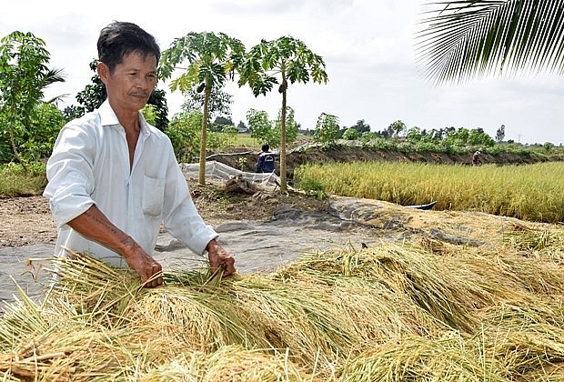 Người trồng lúa ST24, ST25 ở Thới Bình (Cà Mau) được mùa nhưng khó khăn trong tiêu thụ.