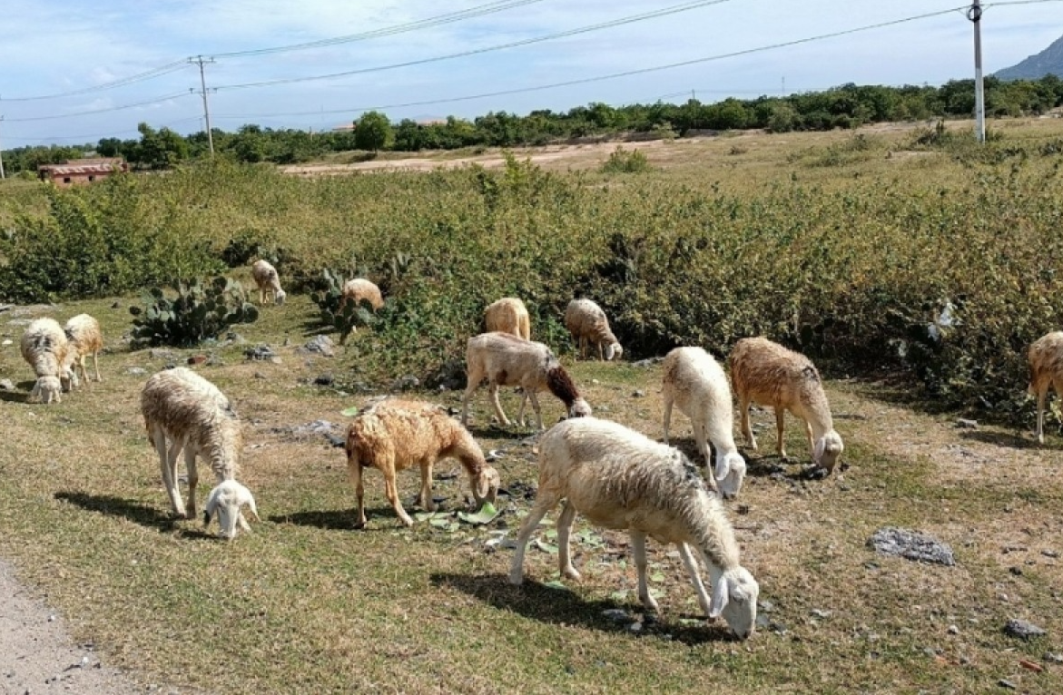 Giá dê, cừu ở Ninh Thuận liên tục giảm, sẽ đưa sản phẩm dê vào bán ở siêu thị