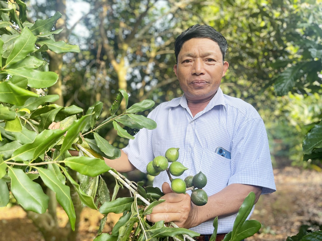 Mỗi năm, ông Phạm Văn Vụ (thôn 1, xã Hải Yang, huyện Đak Đoa, tỉnh Gia Lai) thu nhập hơn 500 triệu đồng từ vườn mắc ca