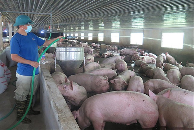 Giá lợn hơi biến động khiến cho nhiều người chăn nuôi phải bỏ nghề   
