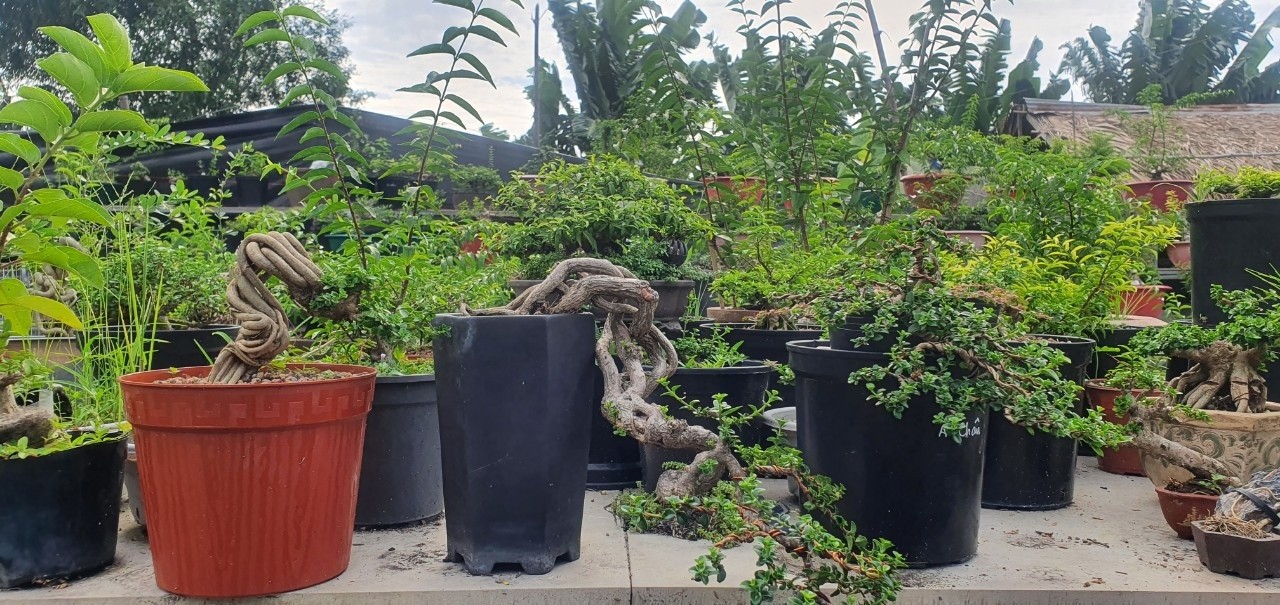 Những dòng bonsai có dáng đẹp tại vườn