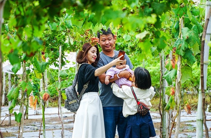 Mỗi ngày, có hàng trăm du khách đến tham quan vườn nho, giúp vợ chồng bà Lánh thu nhập tiền triệu.