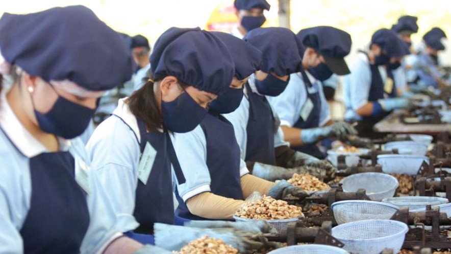 Xuất khẩu hạt điều sang các thị trường chủ lực tăng
