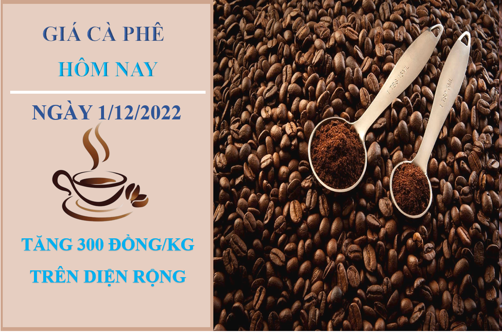 Giá cà phê hôm nay 1/12/2022: Tiếp tục điều chỉnh 300 đồng/kg