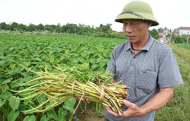 Những vùng trũng người dân chuyển đổi sang trồng khoai lấy ngó cho hiệu quả kinh tế cao.