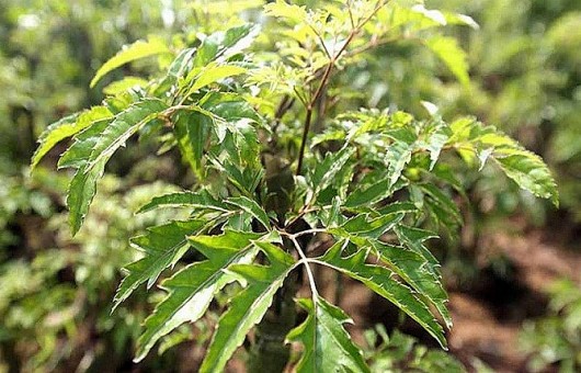 Cây xưa trồng làm cảnh, giờ là “sâm của người nghèo” 400.000 đồng/kg có bao nhiêu cũng hết