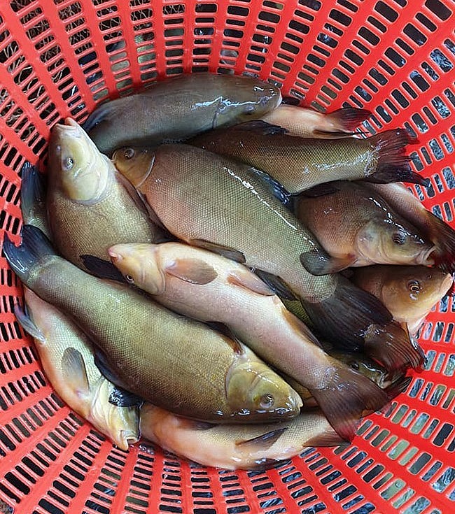 Anh Nguyễn Dương Khiêm ở thôn Quảng Tân, xã Nam Tân, Nam Sách Hải Dương nuôi cá quế và bán được giá từ 140.000-150.000 đồng/kg, thu lãi khoảng 200 triệu đồng/lồng. 