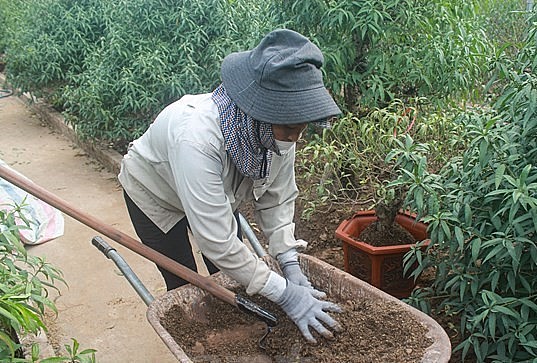 Bón phân là một trong những phương pháp được các nhà vườn áp dụng để kích thích hoa đào nở đúng dịp Tết. (Ảnh:Vietnam+)