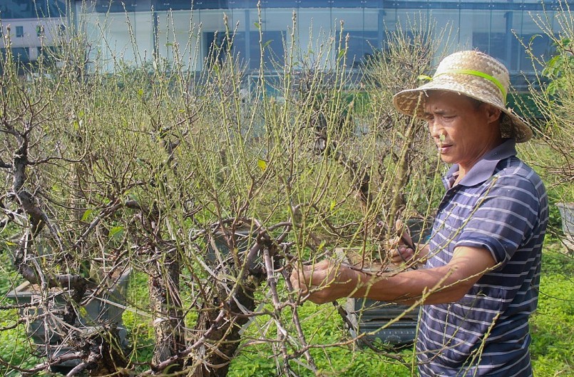Người dân trồng đào Nhật Tân hối hả chăm sóc cây hoa để chuẩn bị cho vụ Tết Nguyên đán năm 2023. (Ảnh:Vietnam+)