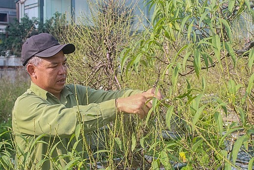 Tuốt lá là một trong những công đoạn quan trọng quyết định đến 'thắng lợi' của người dân trồng đào. (Ảnh:Vietnam+)