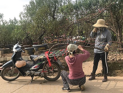 Những năm gần đây, nhiều khách hàng 'săn' đào Lào để chơi Tết. (Ảnh:Vietnam+)
