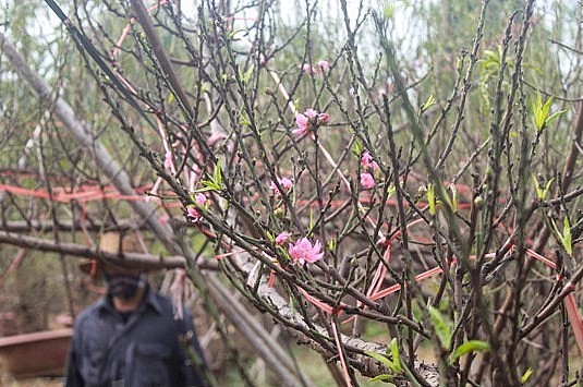 Hoa nở sớm là nỗi ám ảnh 'mất Tết' đối với các hộ gia đình trồng đào tại Nhật Tân. (Ảnh:Vietnam+)