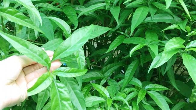 Cây xương khỉ là cây gì mà được xem như “khắc tinh” của bệnh ung thư