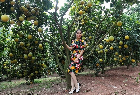 Du khách ngỡ ngàng với sắc vàng óng từ những đồi cam, bưởi Lục Ngạn