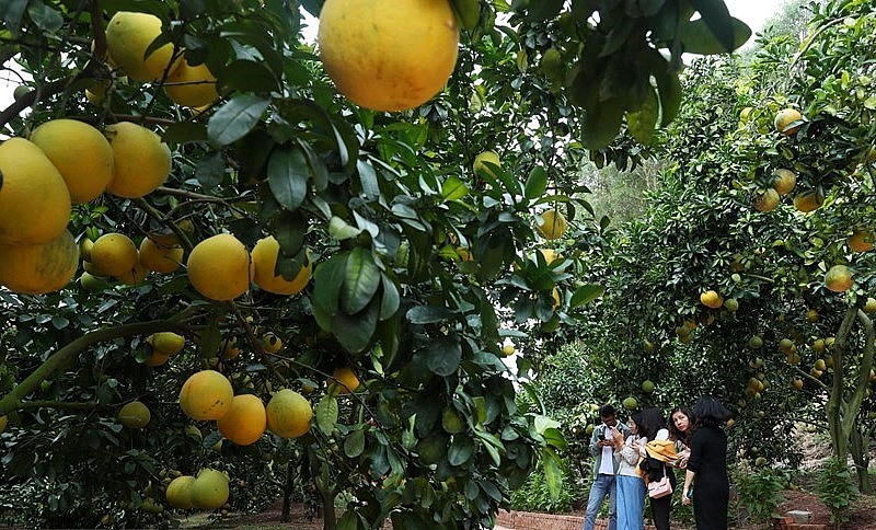 mùa cam, bưởi năm nay, UBND huyện Lục Ngạn (tỉnh Bắc Giang) chuẩn bị chu đáo các điều kiện để đón khách tham quan du lịch miệt vườn