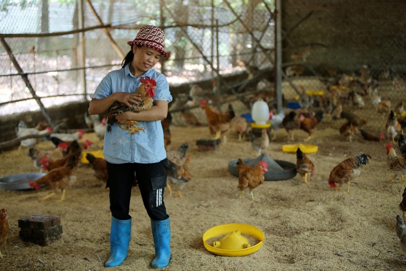 Thành công bằng cách làm độc đáo, nhưng chị Nguyễn Thu Thoan không giữ bí quyết riêng cho mình. Chị đã và đang chuyển giao công nghệ, hướng dẫn, chia sẻ giúp đỡ nhiều bà con ở các tỉnh khác về mô hình chăn nuôi gà vi sinh.