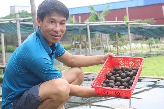 Muốn làm giàu từ nuôi ốc nhồi nhất định phải biết những bí quyết này