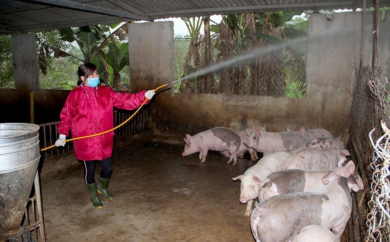 Người chăn nuôi tỉnh Nghệ An thực hiện các giải pháp phòng dịch cho đàn heo, trong đó có phun hóa chất khử trùng.