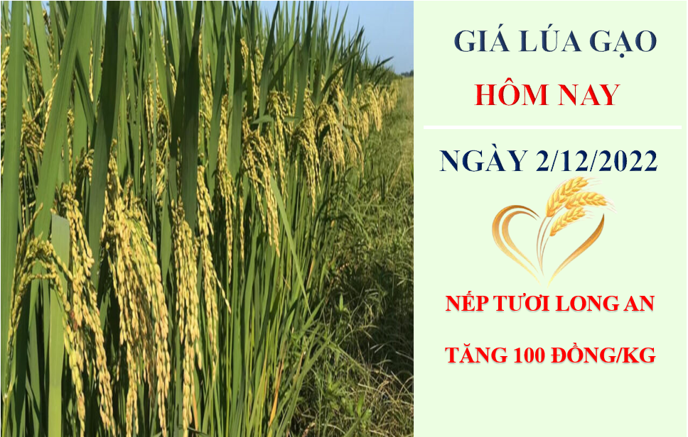 Giá lúa gạo hôm nay 2/12/2022: Nếp Long An tăng 100 đồng/kg