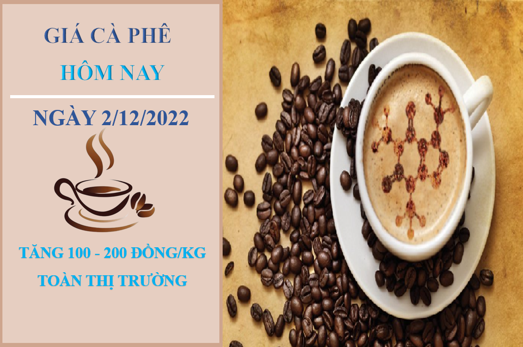 Giá cà phê hôm nay 2/12/2022: Đồng lọat tăng 100 - 200 đồng/kg