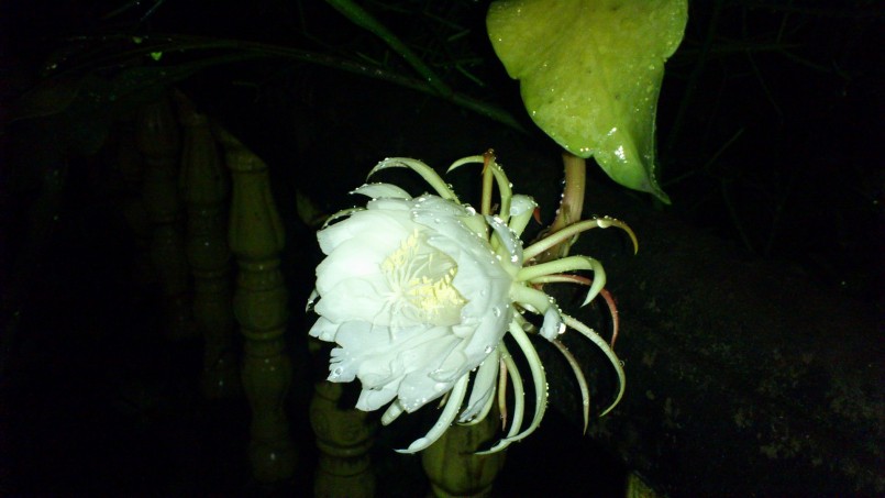 Loài hoa chỉ nở về đêm, ẩn chứa nhiều công dụng cho sức khoẻ