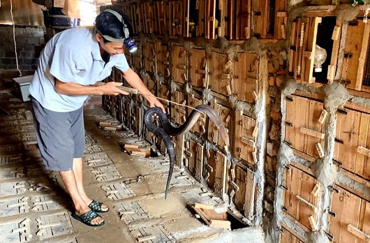 Hàng vạn con rắn hổ mang không ai mua, người dân lao đao vì thua lỗ