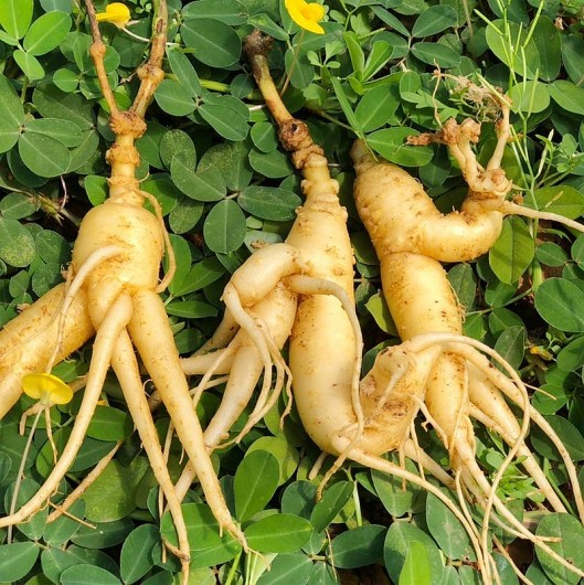 Cây mọc dại ở rừng không ngờ là loại sâm "cực quý", 800.000 đồng/kg vẫn đắt hàng