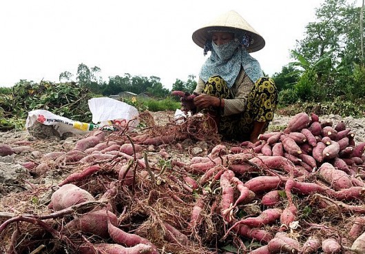 Những lưu ý khi xuất khẩu khoai lang sang Trung Quốc