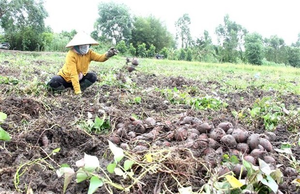 Nông dân xã Thành Trung, huyện Bình Tân, tỉnh Vĩnh Long thu hoạch khoai lang
