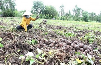 Khoai lang tím Nhật giá cao chót vót, hơn 1,2 triệu đồng/tạ vẫn không có để bán