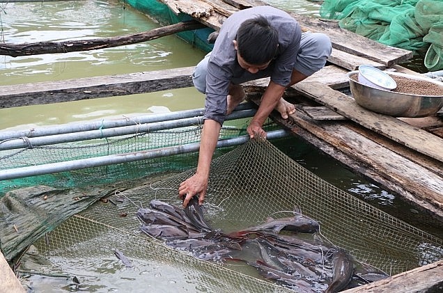 Anh Đỗ Thanh Dung, cán bộ kỹ thuật kiểm tra đàn cá lăng tại lồng nuôi của hộ gia đình bà Phạm Thị Mân, xã Bao Sơn, huyện Sơn Hà, tỉnh Quảng Ngãi.