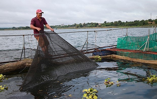 Mô hình nuôi cá lăng nha được triển khai trên đập Krông Buk hạ của gia đình ông Hồ Ngọc Toan.