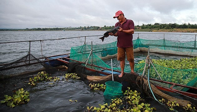 Mỗi năm, gia đình ông Hồ Ngọc Toan thu lãi từ 100-120 triệu đồng nhờ nuôi cá lăng trong lồng.