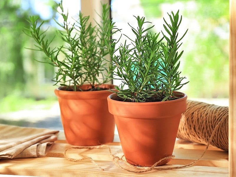 5 cây thảo mộc trồng trong bếp vừa tiện lợi, vừa tăng cường sức khoẻ